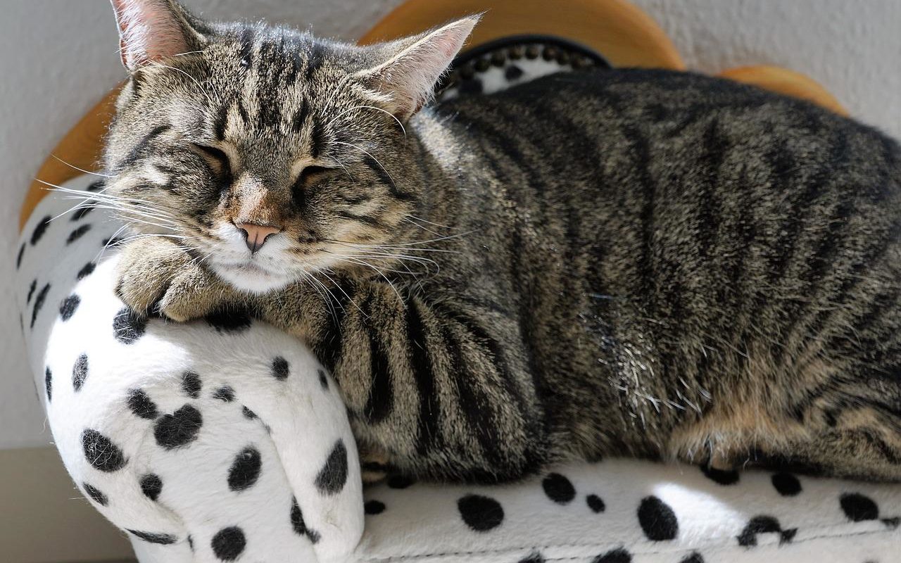 Comment protéger son canapé