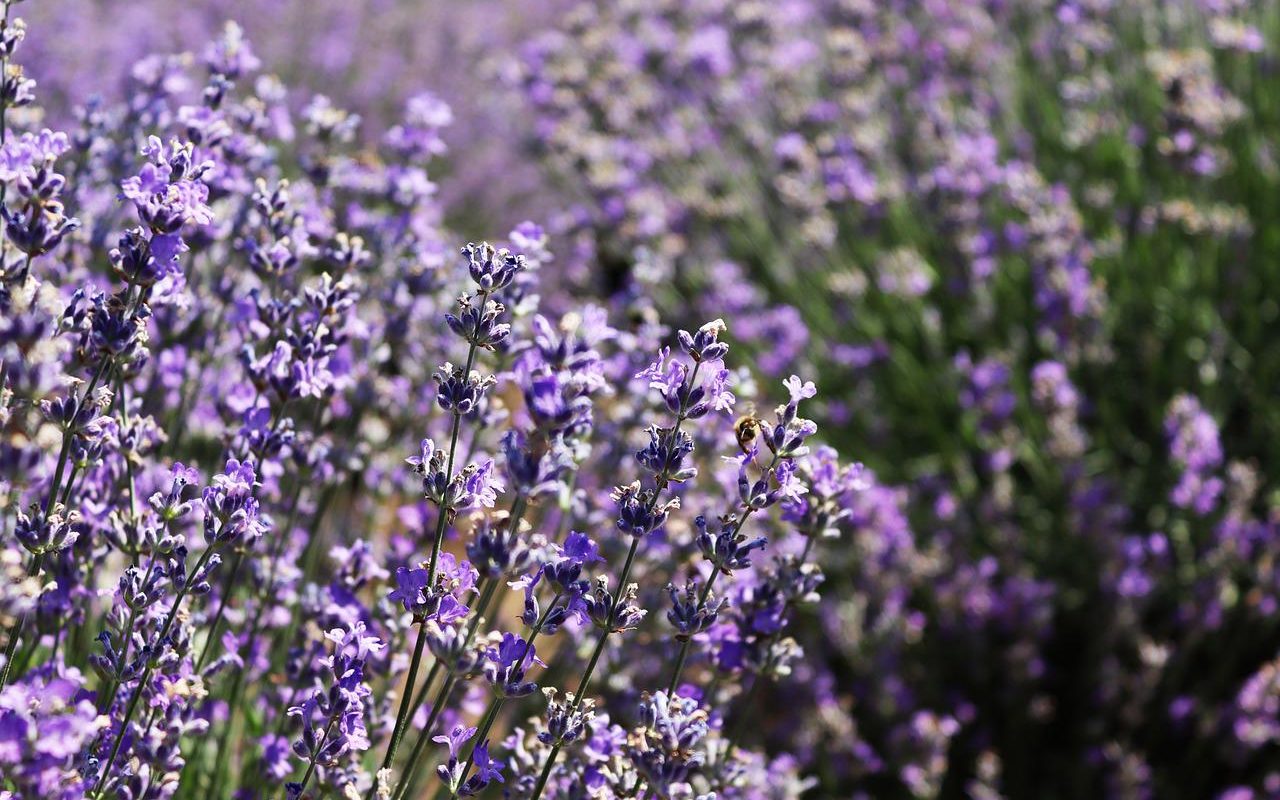 Nettoyant pour les draps à base de lavande
