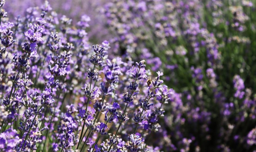 Nettoyant maison à base de lavande : recette et utilisation pour le linge